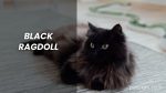 Black Ragdoll: The Elegant Feline Companions