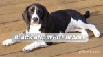 Black and White Beagle Dog Breed