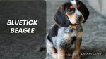Bluetick Beagle Dogs: A Comprehensive Guide