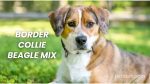 Border Collie Beagle Mix | Dog Breed Info