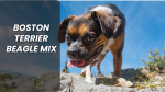 Boston Terrier Beagle Mix: Companion for Your Life