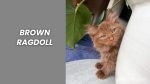 Brown Ragdoll: The Warm and Affectionate Feline Companions