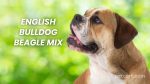 English Bulldog Beagle Mix Facts -Petcort