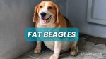 Fat Beagles: Exploring the Breed Dogs