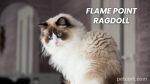 Flame Point Ragdoll: A Comprehensive Guide