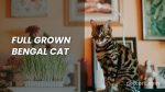 Full Grown Bengal Cat: A Comprehensive Guide