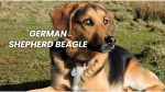 German Shepherd Beagle Mix Dog
