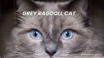 Grey Ragdoll Cat: The Gentle Giants with Captivating Beauty