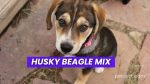 Husky Beagle Mix Dog Breed