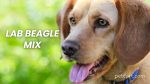 Lab Beagle Mix Lovable