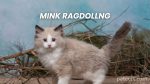 The Mink Ragdoll: A Stunning Semi-Longhair Cat Breed