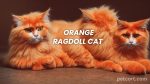 The Stunning Orange Ragdoll Cat: A Comprehensive Guide