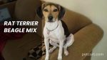 Rat Terrier Beagle Mix: Lively and Lovable Companion