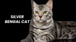 Silver Bengal Cat: A Comprehensive Guide