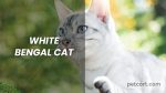 White Bengal Cat: A Comprehensive Guide